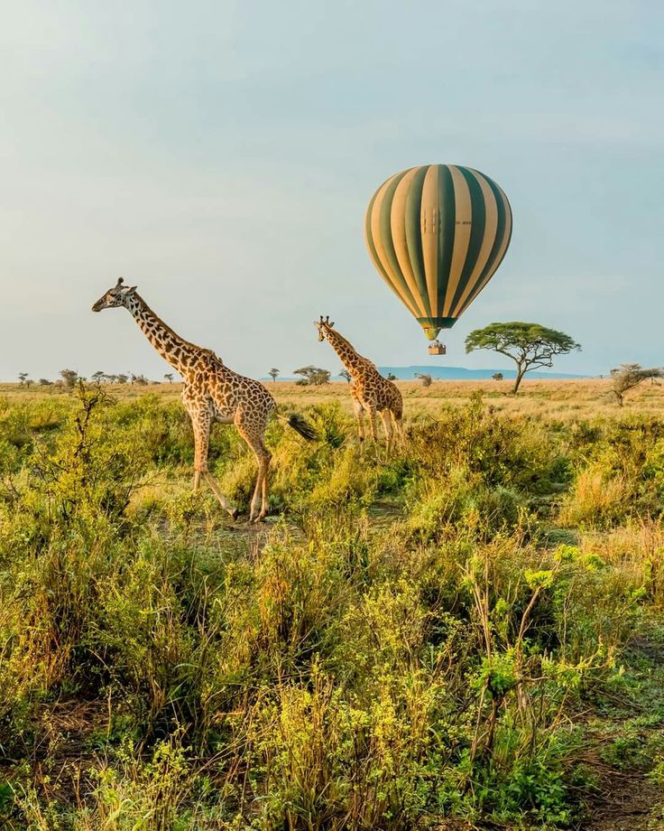 Luxury Safari